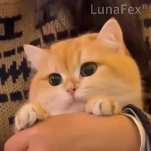 Luna – LunaFex™ My Interactive Robot Kitten - Image 5